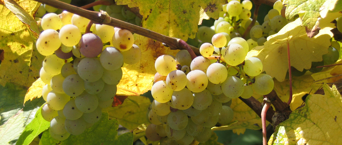 Weinbau6